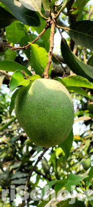 আমি রাজধানীর চাঁপাইনবাবগঞ্জের (ক্ষীরসাপাত) আম